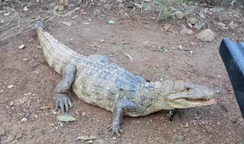 Crece número de reptiles que merodean barriadas tras las lluvias 