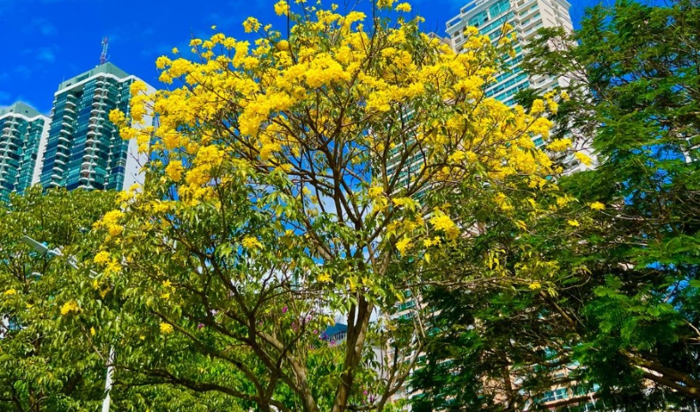 ¡Panamá apuesta por el verde! Parque Summit será el vivero y banco de flora de la ciudad 