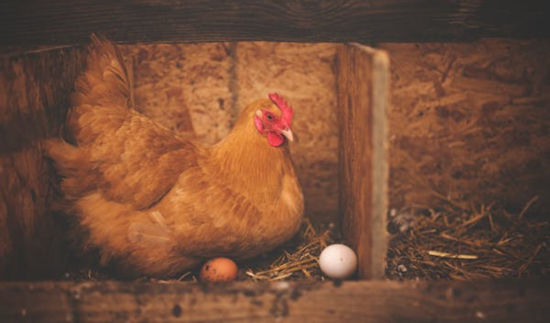 Cansados del precio de los huevos, estadounidenses recurren al alquiler de gallinas 