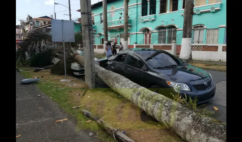 Árbol cae sobre un auto en Colón. 