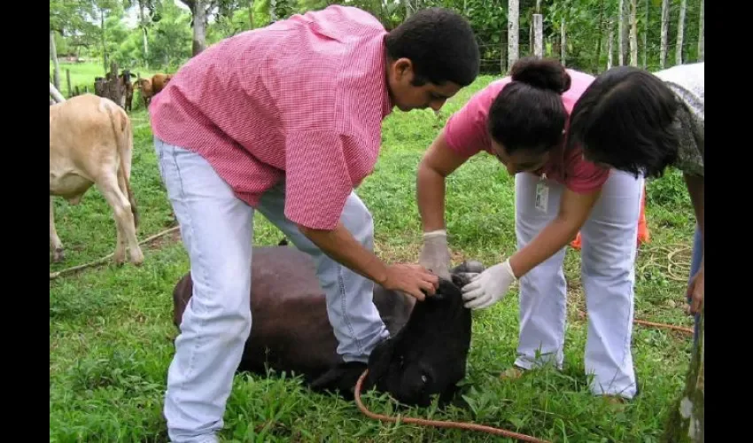 Médicos veterinarios. 