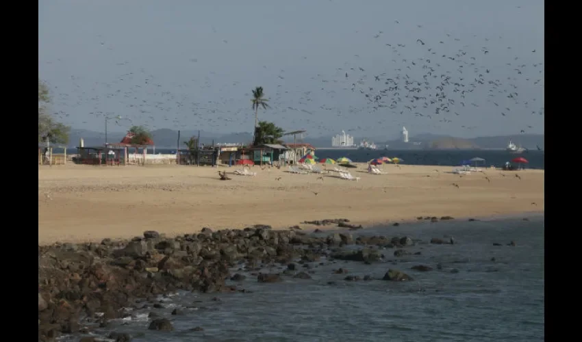 Foto ilustrativa de de la migración de aves. Archivo. 