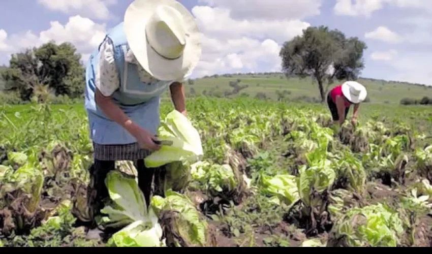 Los productores aseguran que la seguridad alimentaria es primordial. Foto: Epasa