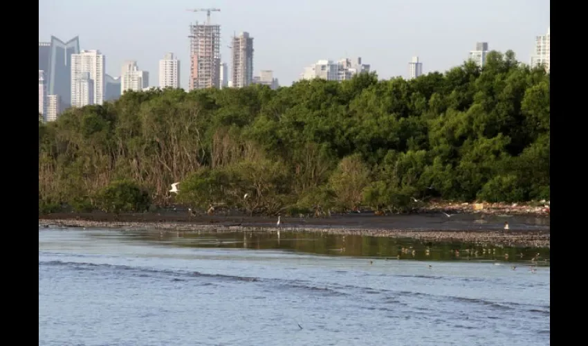 Humedales de la Bahía de Panamá. Foto: Cortesía