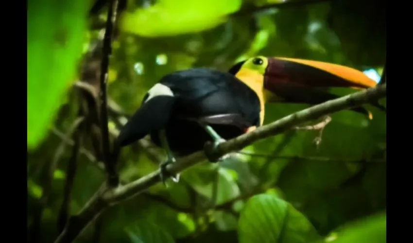 Foto ilustrativa de la biodiversidad. Cortesía. 