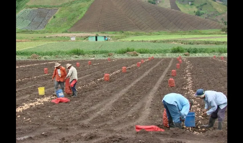 Productores realizan siembra y adecuación de tierras. 