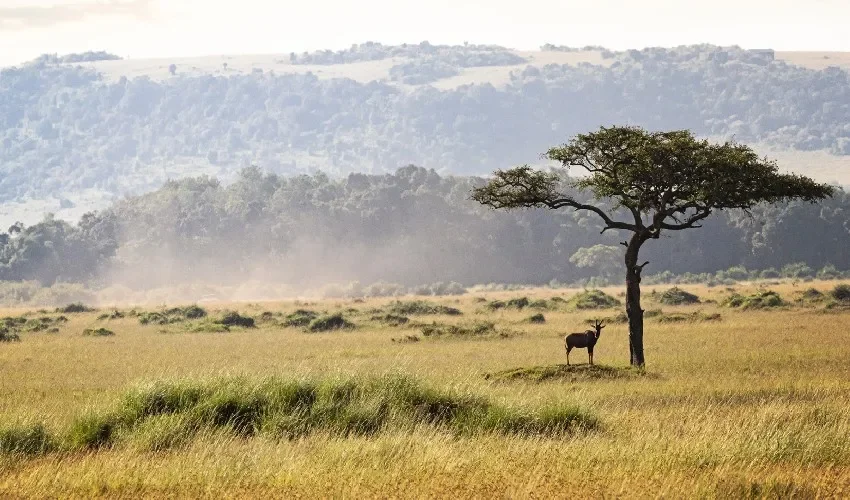 Investigadores no quitan la mirada a los bosques. 