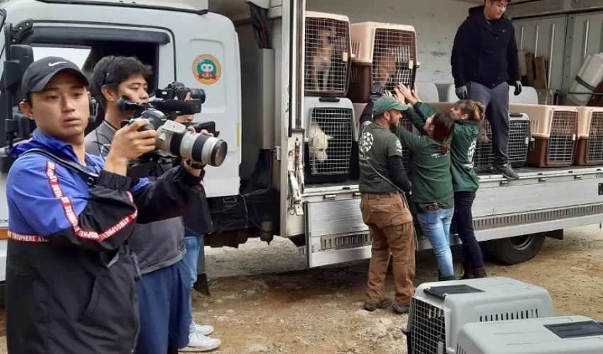 Fotografía de archivo que muestra el rescate de perros en una granja en Yeoju, al sureste de Seúl, Corea del Sur, en 2019. EFE/ Andrés Sánchez Braun