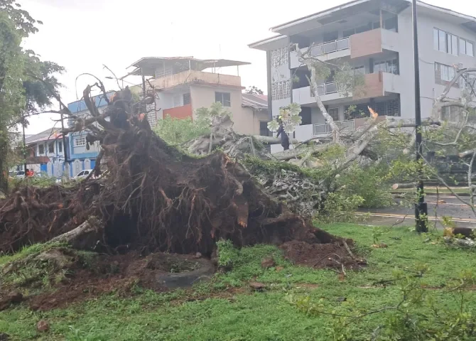  Enorme árbol cae en parque de Colón 