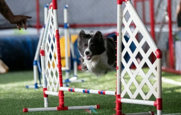 entrenamiento_agilcan