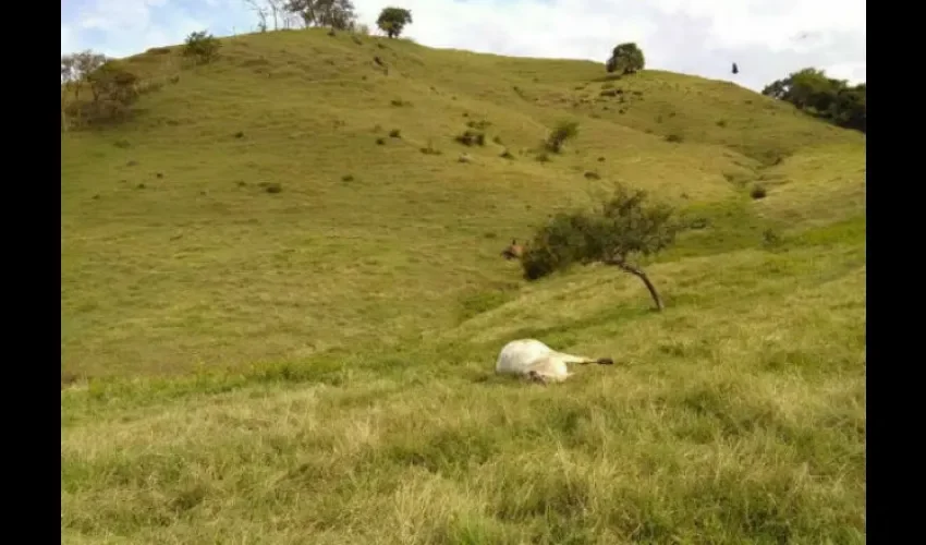 Reses en Panamá