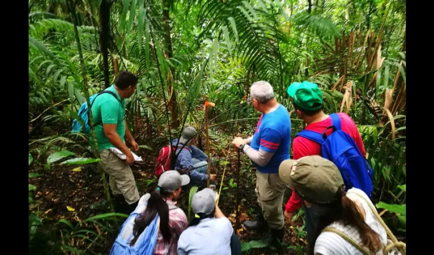 Bosques naturales en Panamá