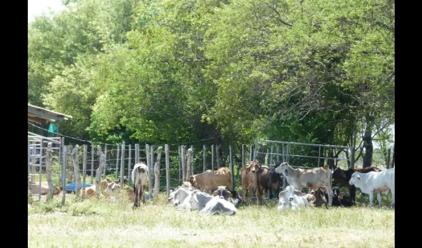 Se pidió a los ganaderos realizar las vacunaciones a sus animales para evitar la pérdida de los mismos.