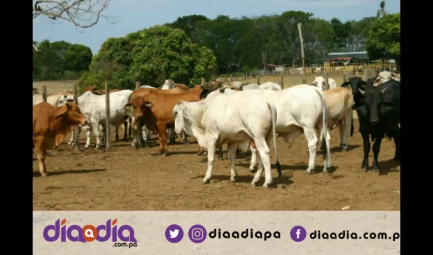 Los médicos veterinarios siguen mostrando su presión por lo que aspiran. Foto: Epasa