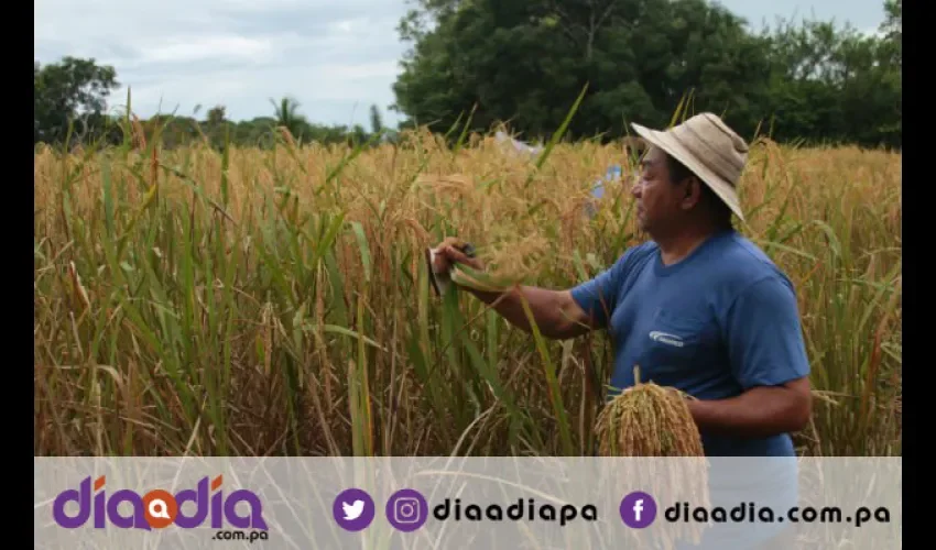 Productores de arroz apuesta por  la producción de arroz. Foto: Epasa