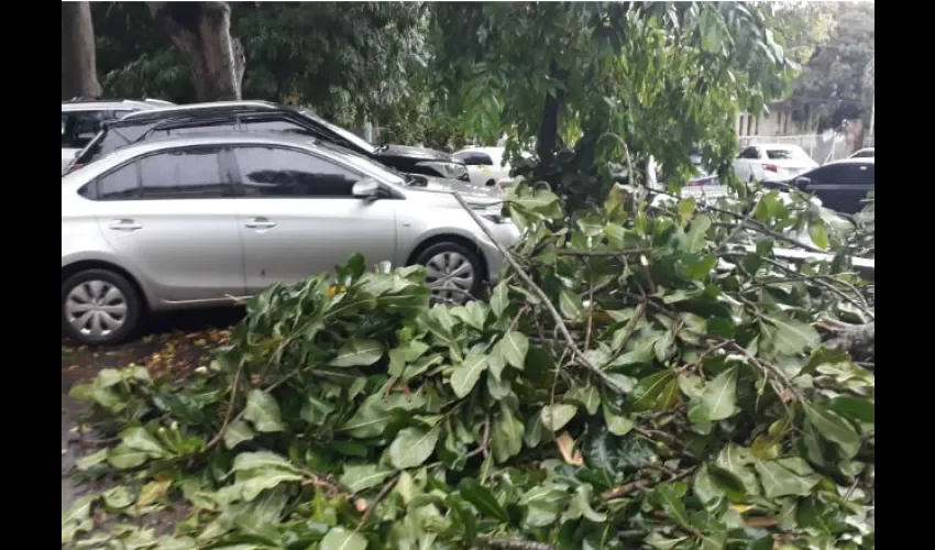 Ramas cayeron sobe vehículos en estacionamientos de la CSS. Foto: J. Simmons