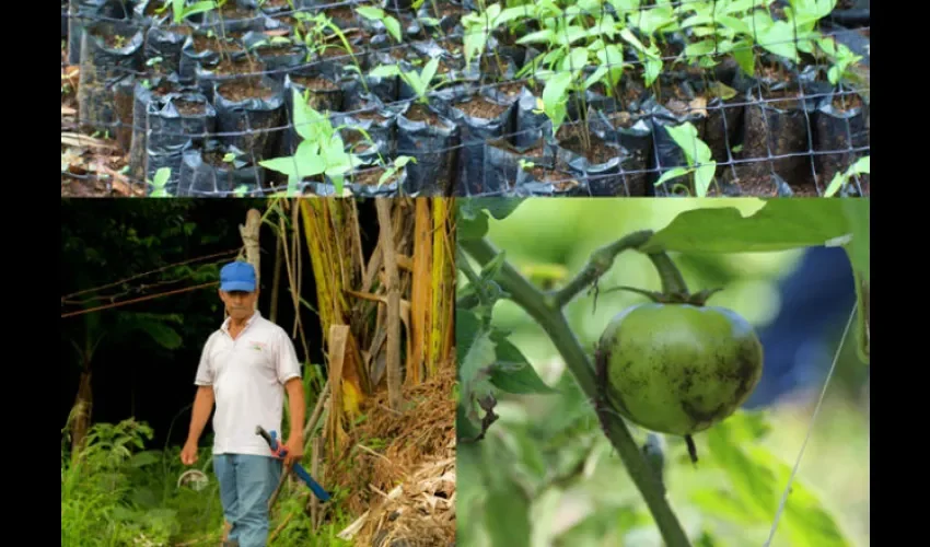 Fidel Santamaría aseguró que seguirá cultivo sus alimentos para ayudar a su familia. Foto: Cortesía