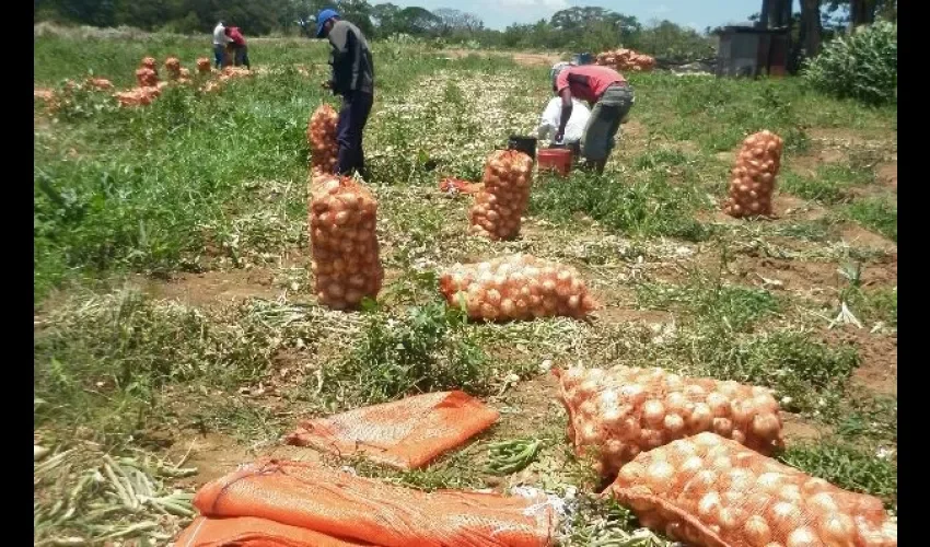 Buscan mejorar la seguridad alimentaria. Foto: Epasa