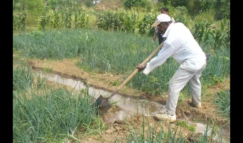 Buscan mejorar el agro con estrategias certeras. Foto: Epasa