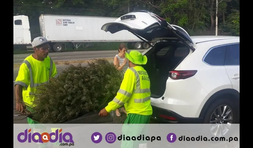 Las personas llevaron sus pinos a los centros de acopio, donde fueron triturados por una máquina. Foto: Jesús Simmons