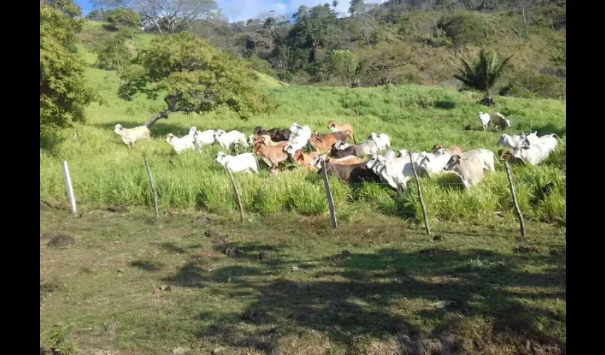 Vista de una de las fincas en Colón. 