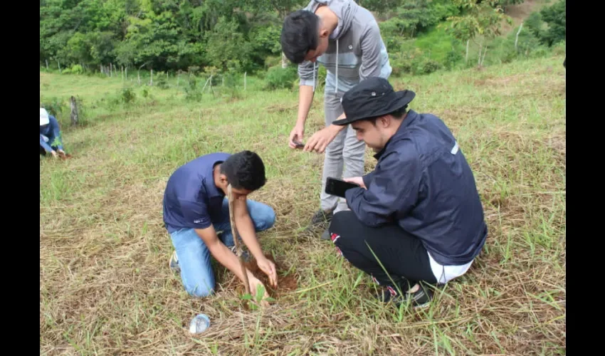 Foto ilustrativa del proceso de reforestación. 