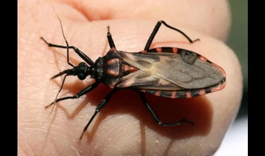 Foto ilustrativa del mal de chagas. 