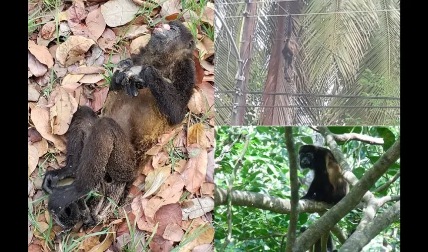 Lo preocupante, dijo, es que esta especie está considerada por leyes panameñas y en la lista roja de la Unión Internacional para la Conservación de la Naturaleza (UICN) como en peligro critico de extinción.