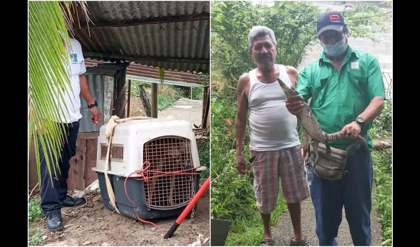 Muchas veces estos animales llegan a las casas, ante el desarrollo humano, y que les han quitado su hábitat y en otros casos, personas llevan estos animales a sus casas. Foto: Diomedes Sánchez. 