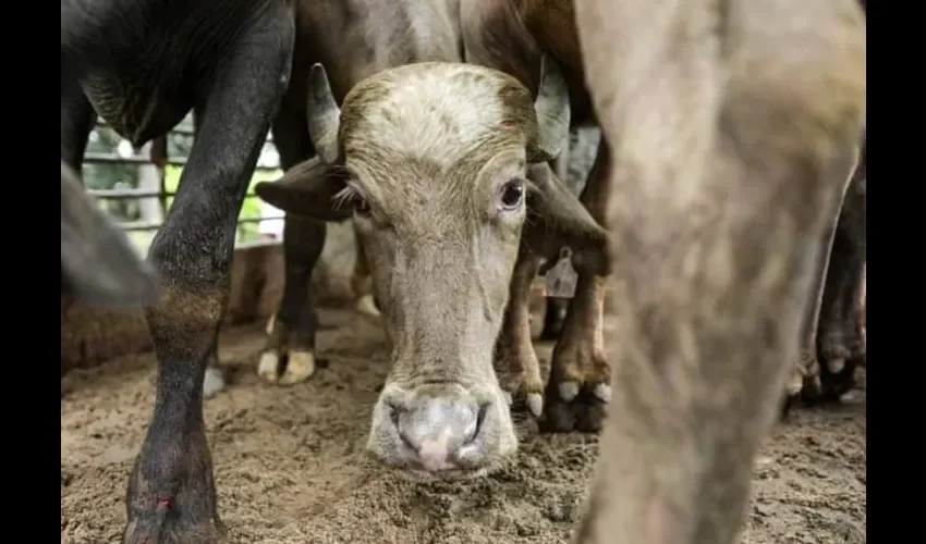 Foto ilustrativa de los animales. 