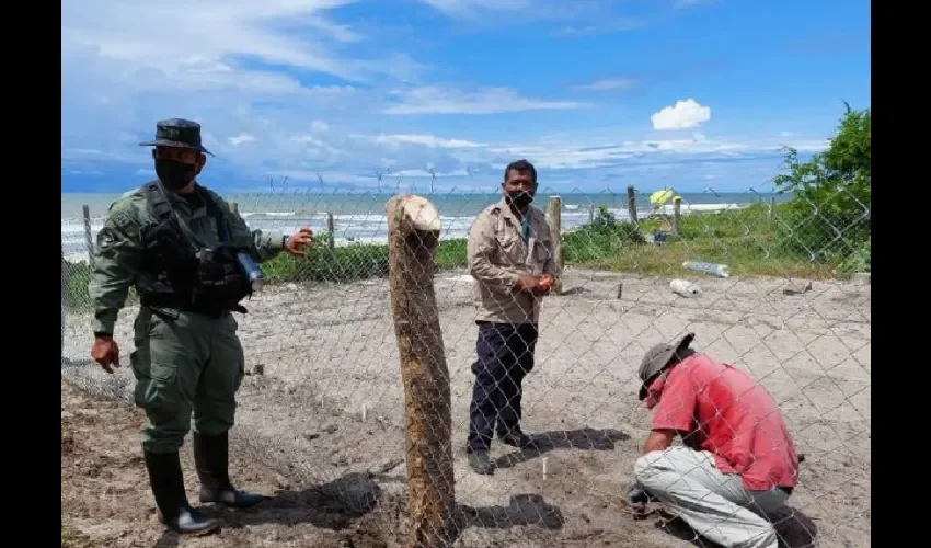 Foto ilustrativa de las tortugas. 