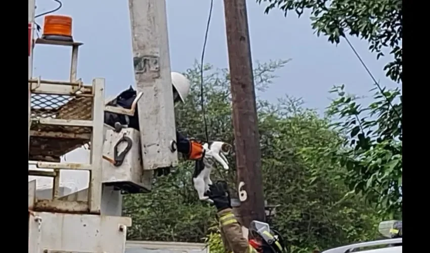 Bomberos logran el rescate del animal. 