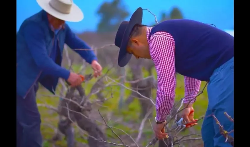 Productores trabajan con esfuerzo para sacar el mejor resultado en las cosechas. 