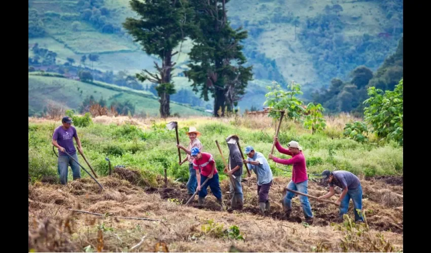 Vista de los trabajos en el campo. 