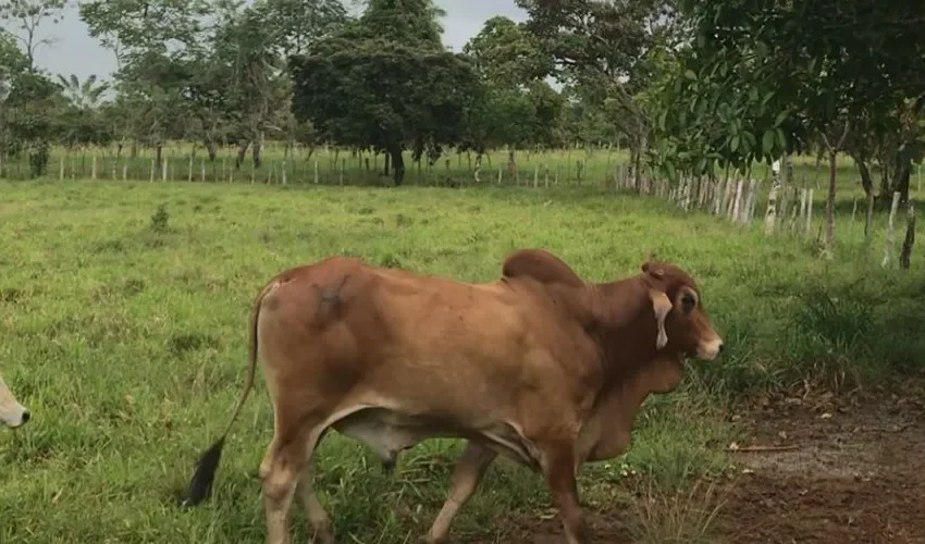 Las autoridades esperan encontrar a los animales. 