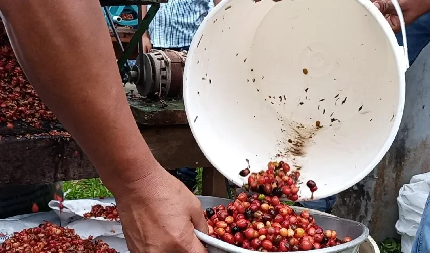 La producción se mantiene en aumento. 