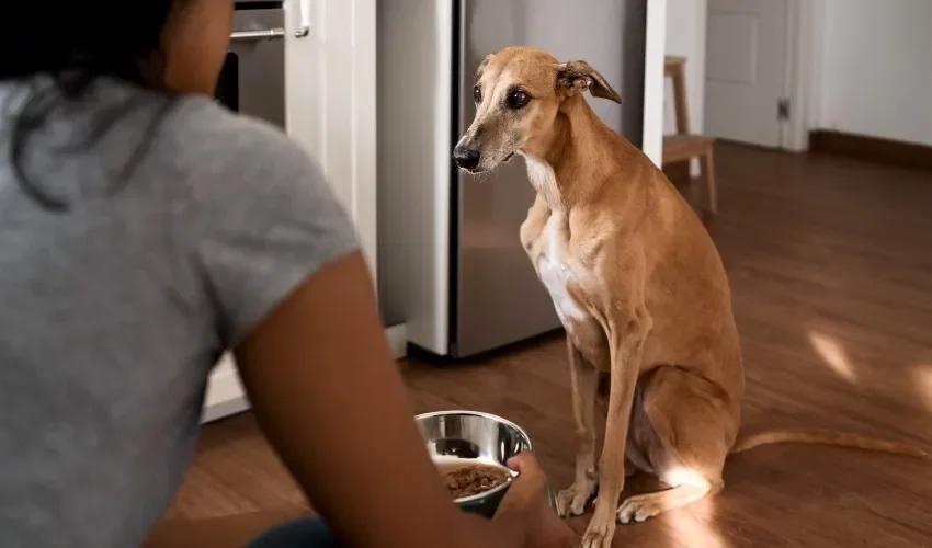 Dueños de mascotas están gastando más de 150 dólares al mes en alimento para perros. Foto ilustrativa / Freepik. 