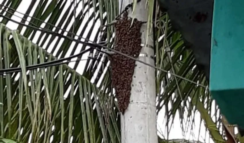 Vista de las abejas. 