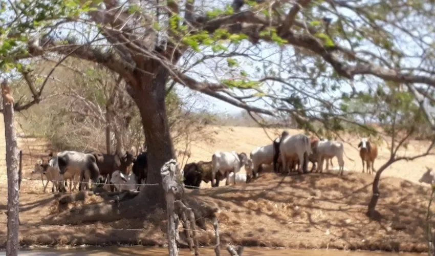 Vista de los animales. 