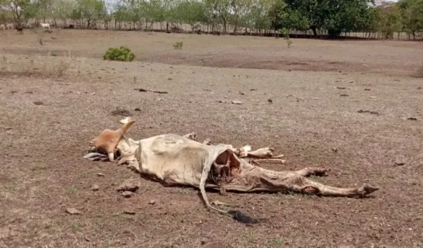 Vista de los animales afectados. 