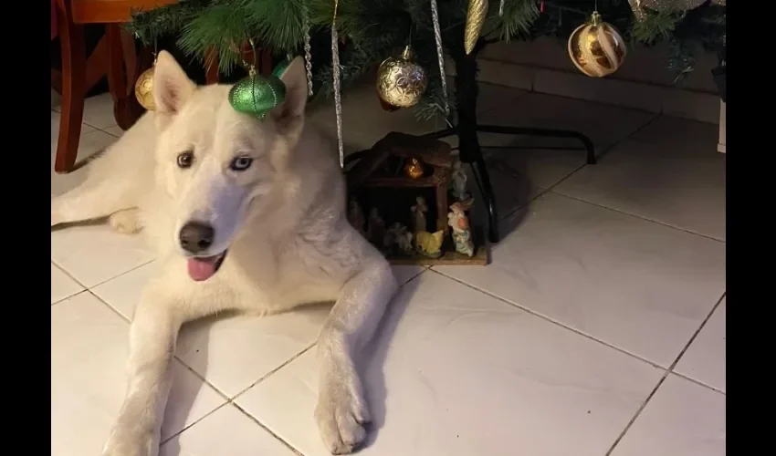 Su nombre es Piper y cuida del árbol. Foto: Valerie Stoute